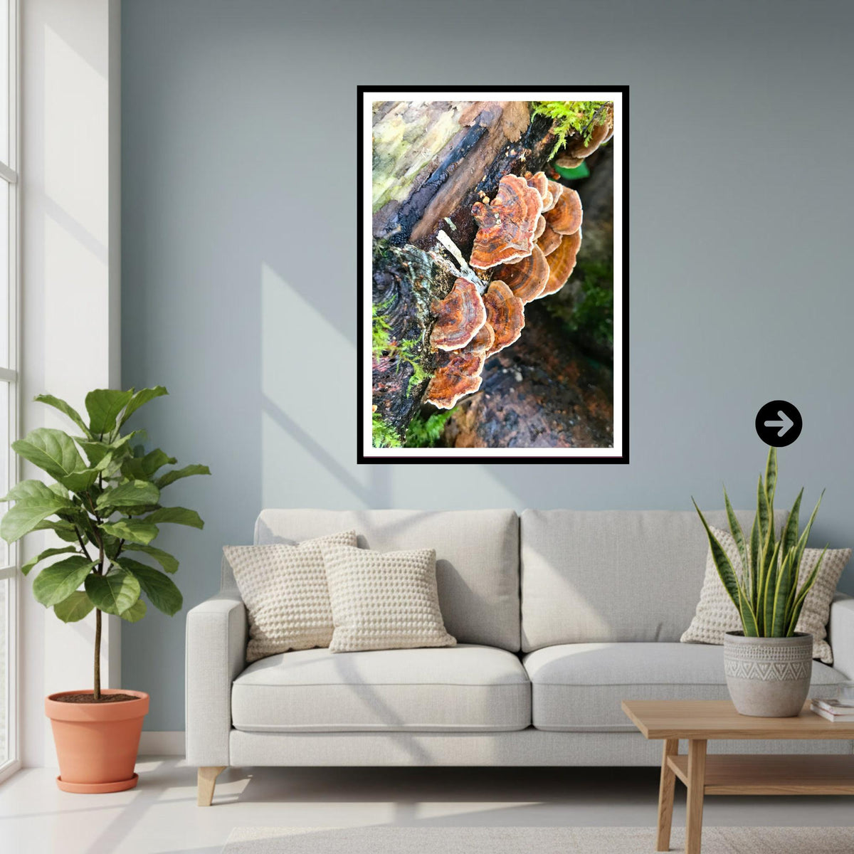 Turkey Tail Fungi Print Art, Nature Photography, Woodland Decor, Botanical Mushroom Wall Art, Forest Gift, Mycology Photograph