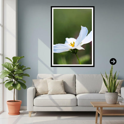 White Cosmos Flower Print, Minimalist Botanical Photography, Elegant Floral Decor