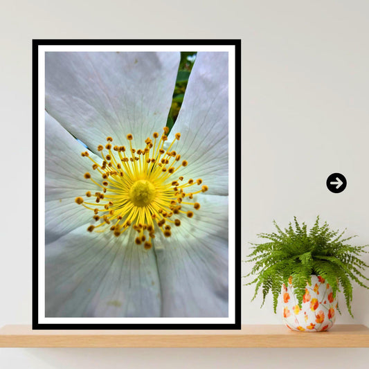 White Wild Rose Macro Print | Botanical Flower Wall Art, Nature Photograph