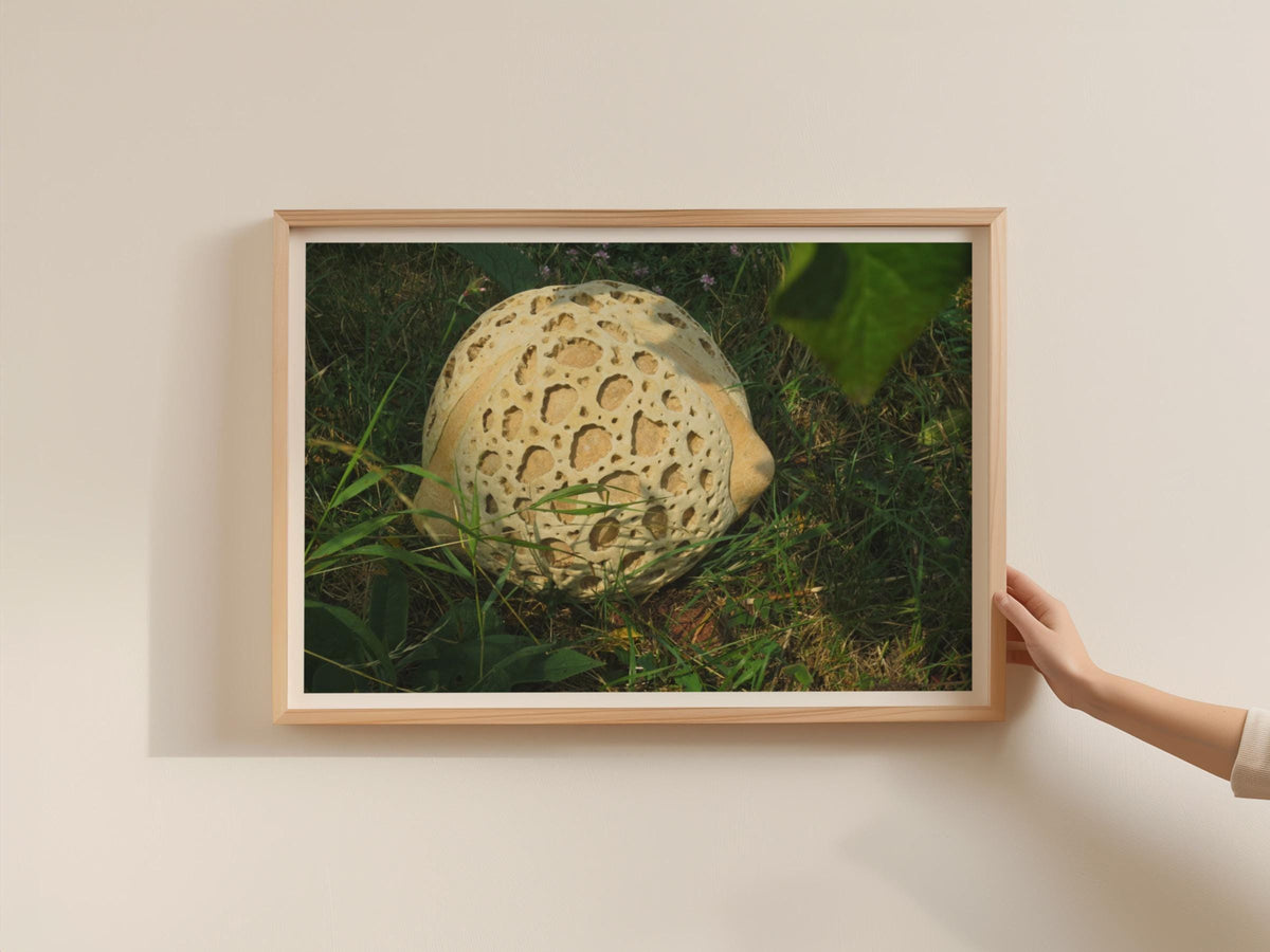 Giant Puffball Mushroom Poster, Fungi Nature Photography Print, Framed-Print, Woodland Wall Art, Botanical Landscape Decor