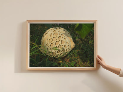 Giant Puffball Mushroom Poster, Fungi Nature Photography Print, Framed-Print, Woodland Wall Art, Botanical Landscape Decor