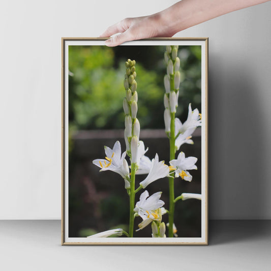 White Hosta Flower Spike Botanical Poster, Garden Floral Wall Art, Nature Photography Print, Green and White Bloom, Summer Garden Decor