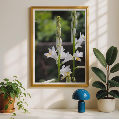 White Hosta Flower Spike Botanical Poster, Garden Floral Wall Art, Nature Photography Print, Green and White Bloom, Summer Garden Decor