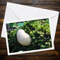 Pear-shaped puffball fungi greeting card | Woodland mushroom botanical photo | Eco-friendly handmade nature art print