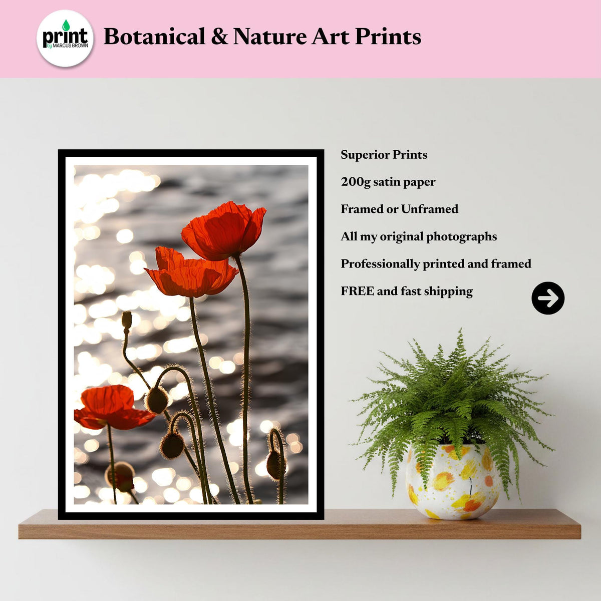 Red Poppy Sunset Botanical Print, Fine Art Nature Photography (Poppy Collection)
