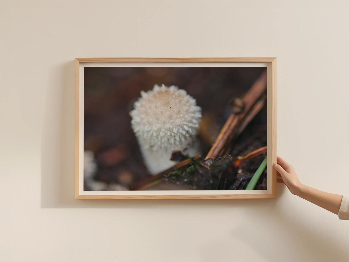 Puffball Mushroom Poster, Fungi Wall Art, Macro Nature Photography Print, Framed-Print, Forest Floor Decor, White Spiky Fungi Art Print