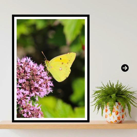 Clouded Yellow Butterfly Print, Nature Photography, Botanical Wall Art, Garden Decor