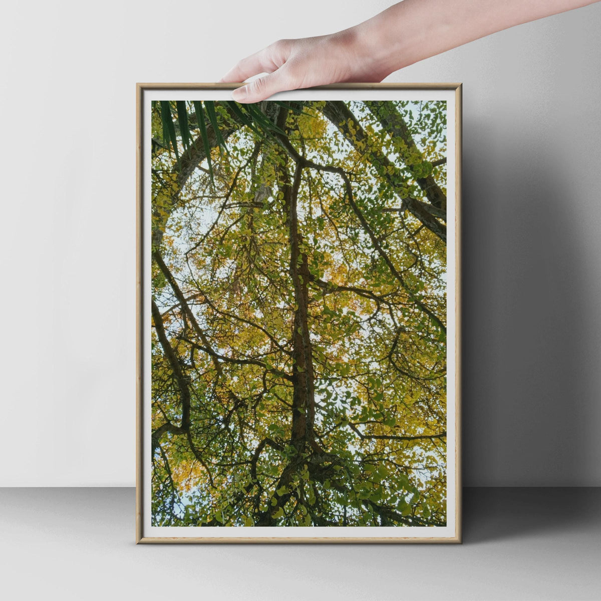 Tree Canopy Photography Poster, Looking Up Through Branches, Autumn Green Yellow Leaves Nature Wall Art Print, Forest Ceiling Portrait