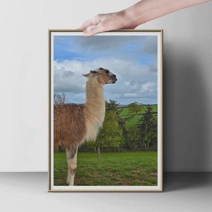 Llama Photography Print, British Countryside Animal Poster, Green Fields Wall Art, Fluffy Llama Photo, Farm Animal Print for Home Decor