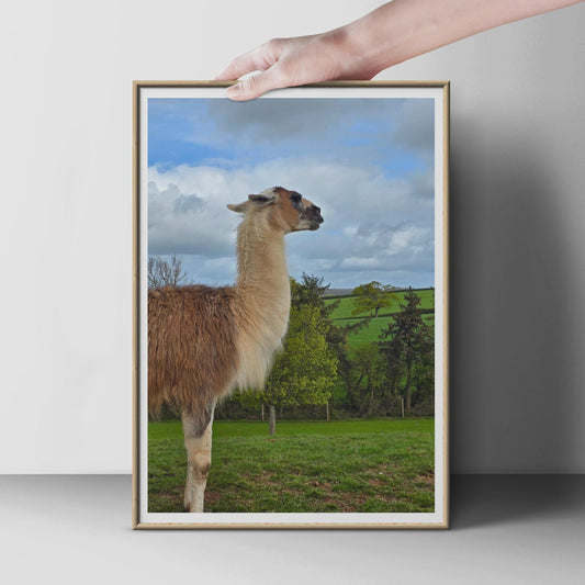 Llama Photography Print, British Countryside Animal Poster, Green Fields Wall Art, Fluffy Llama Photo, Farm Animal Print for Home Decor