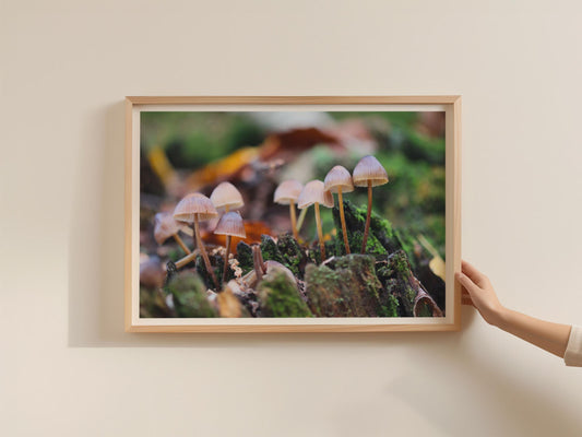 Tiny Woodland Fungi Poster, Wild Mushroom Framed-Print, Nature Photography, Autumn Forest Wall Art, Botanical Fungi Print, Earthy Decor