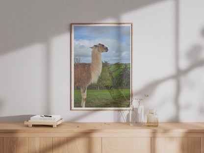 Llama Photography Print, British Countryside Animal Poster, Green Fields Wall Art, Fluffy Llama Photo, Farm Animal Print for Home Decor