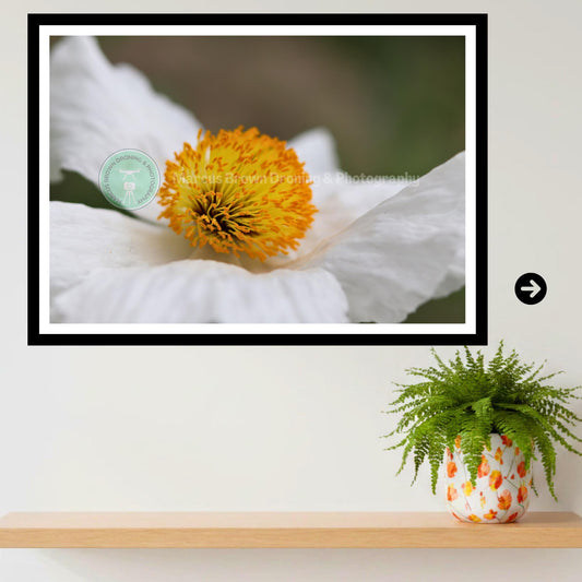 White Poppy Flower Print | Botanical Macro Wall Art