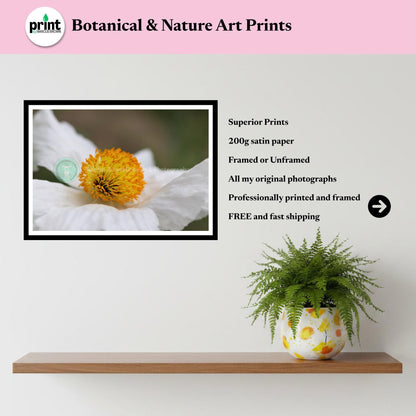 White Poppy Flower Print | Botanical Macro Wall Art