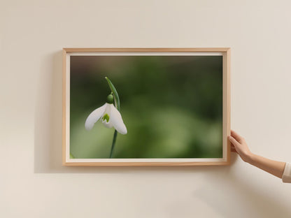 Snowdrop Flower Poster, White Spring Botanical Framed-Print, Macro Photography Wall Art, Nature Print, Green Garden Decor, Floral Gift