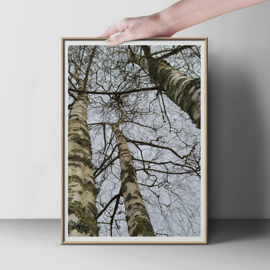 Birch Tree Photography Poster, Looking Up Through Forest Canopy, Winter Trees Wall Art, Grey Nature Print, Woodland Home Decor