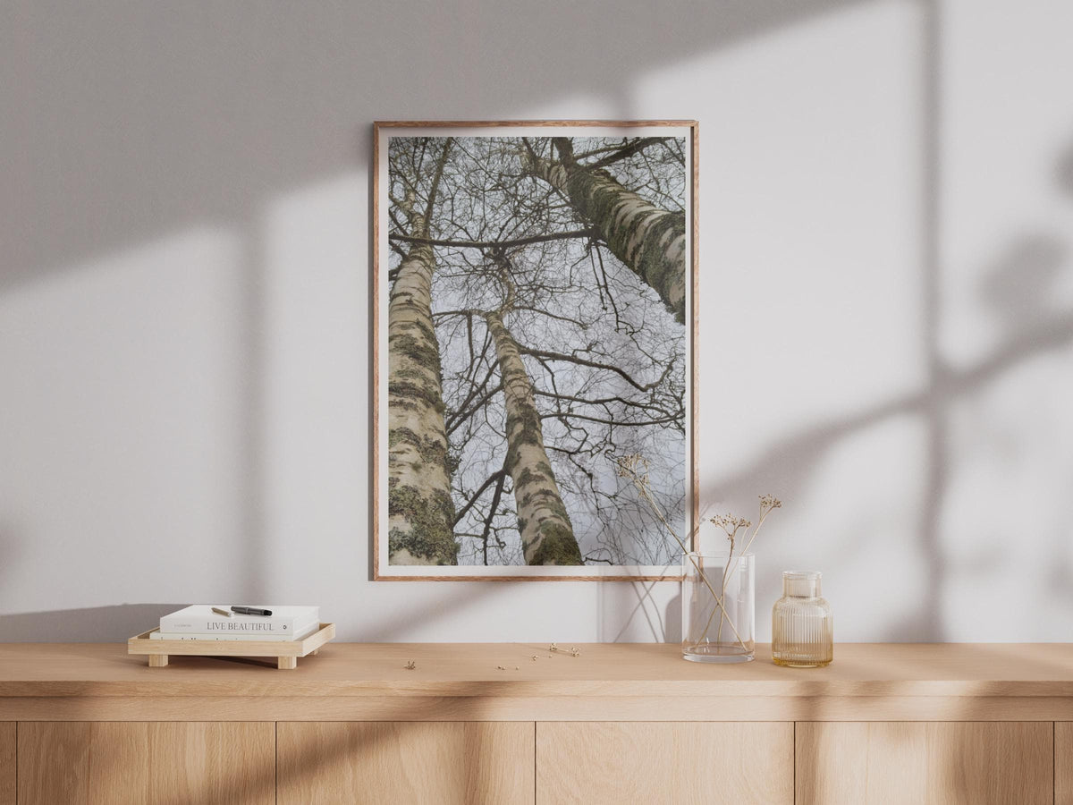 Birch Tree Photography Poster - image 4