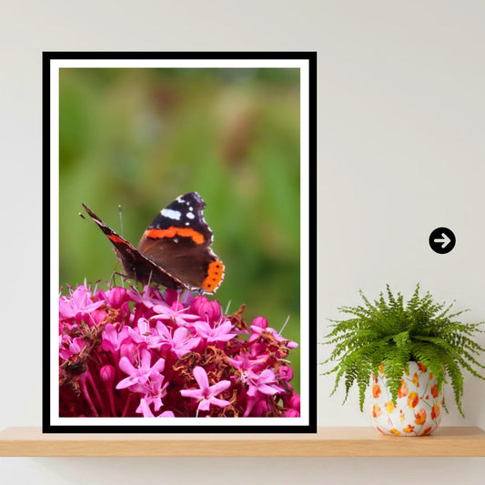 Red Admiral Butterfly Print, Pink Flower Nature Photography, Wildlife Botanical Decor