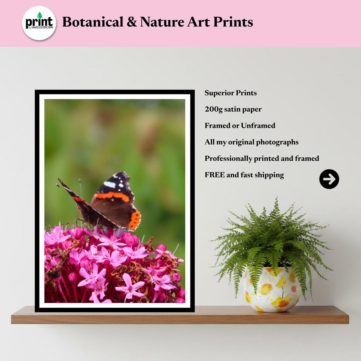 Red Admiral Butterfly Print, Pink Flower Nature Photography, Wildlife Botanical Decor