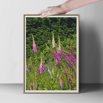 Foxglove Flower Print, Pink Purple Garden Wall Art, British Wildflower Poster, Cottage Garden Decor, Summer Floral Photography Print