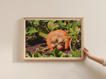 Pumpkin Patch Poster, Autumn Squash Framed-Print, Orange Gourd Garden Wall Art, Harvest Season Botanical Photography Print