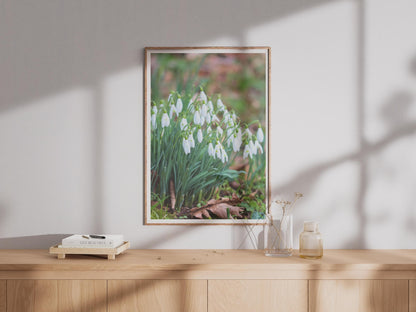 Snowdrop Flower Photography Print, White Spring Garden Poster, Galanthus Wall Art, Botanical Nature Photo, Green White Floral Home Decor