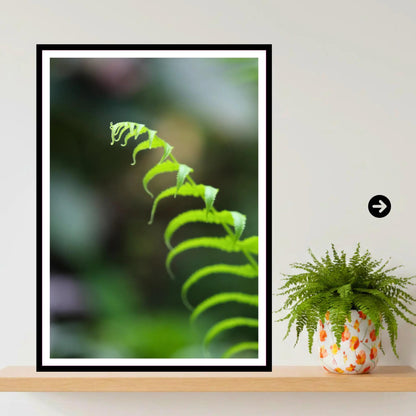 Delicate Fern Frond Close-Up - Eden Project Cornwall Wall Art Photography Print