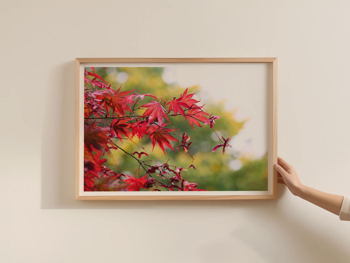 Japanese Maple Tree Poster, Red Acer Leaves Framed-Print, Autumn Botanical Wall Art, Nature Photography Print, Forest Trees Decor