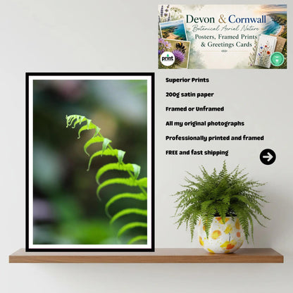 Delicate Fern Frond Close-Up - Eden Project Cornwall Wall Art Photography Print