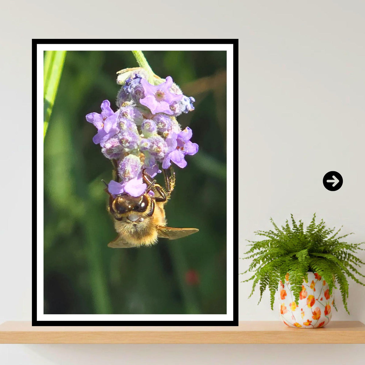 Honeybee Clinging to Lavender Print | Nature Photography, Wildlife Art, Pollinator Decor, Summer Garden, Archival Paper, Gift Nature Lovers