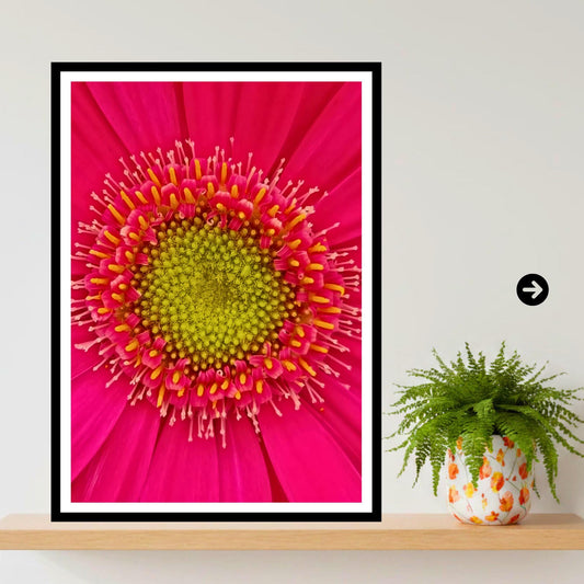 Pink Gerbera Daisy Macro Print, Vibrant Floral Wall Art, Botanical Decor