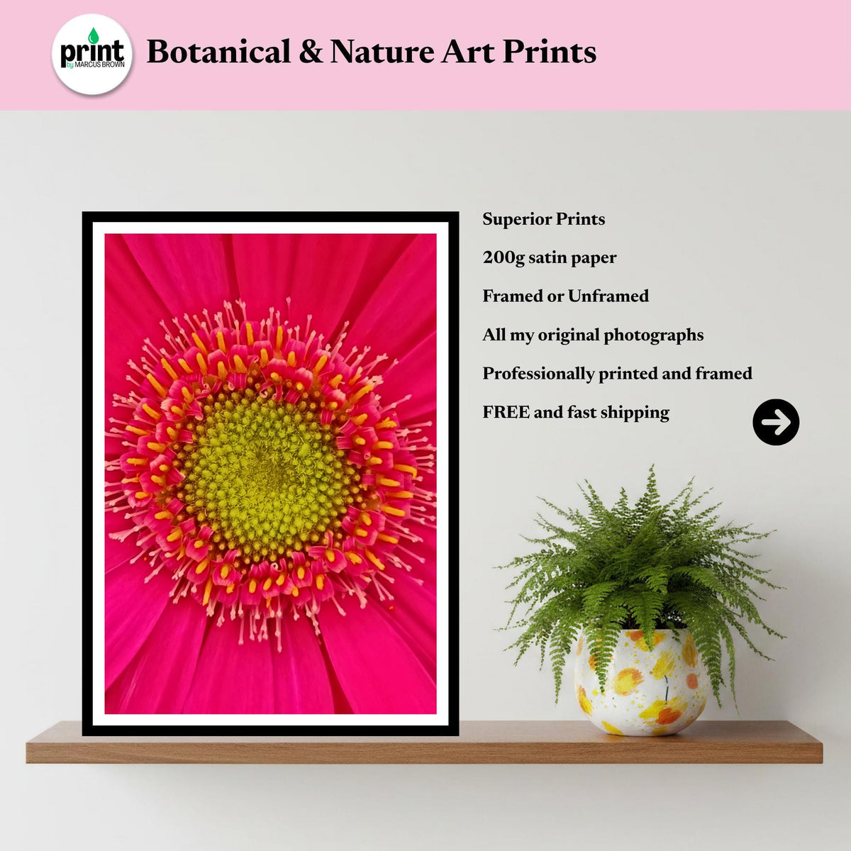 Pink Gerbera Daisy Macro Print, Vibrant Floral Wall Art, Botanical Decor