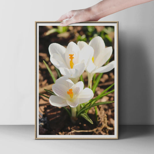 White Crocus Flower Photography Print, Spring Garden Wall Art, Botanical Poster, Nature Close Up, Yellow Stamen Floral Home Decor Gift