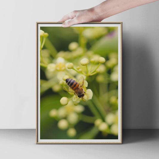 Honeybee on Flower Poster, Macro Bee Photography Print, Nature Wall Art, Green Botanical Insect Print, Garden Wildlife Photo Poster
