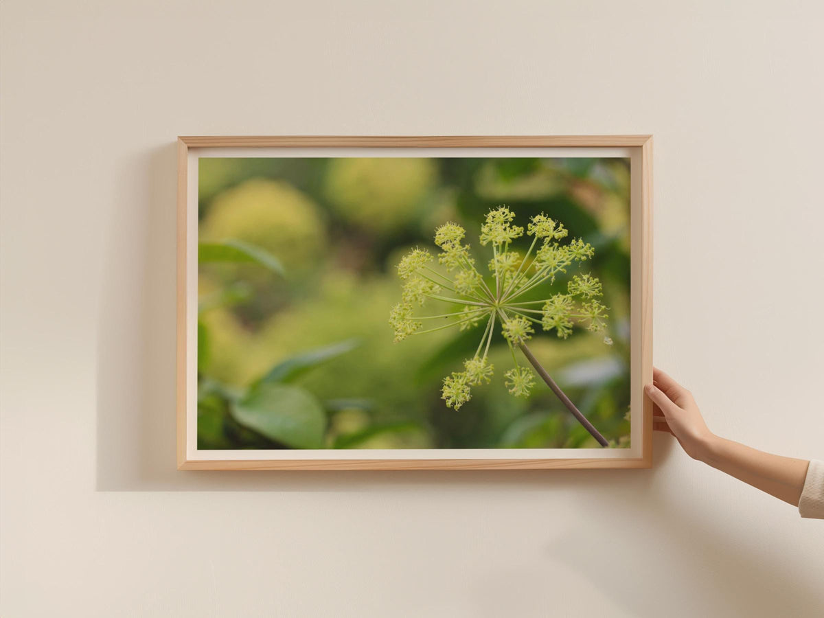 Angelica Umbel Botanical Poster, Green Garden Plant Framed-Print, Nature Macro Photography Wall Art, Herb Flower Print, Botanical Decor