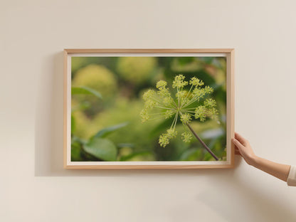 Angelica Umbel Botanical Poster, Green Garden Plant Framed-Print, Nature Macro Photography Wall Art, Herb Flower Print, Botanical Decor