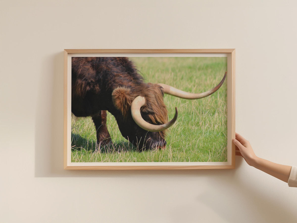 Highland Cow Grazing Poster, Scottish Highland Cattle Framed-Print, Brown Rustic Wildlife Wall Art, Farm Animal Photography Print
