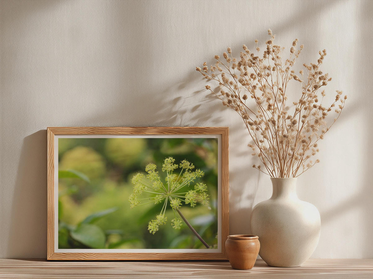 Angelica Umbel Botanical Poster, Green Garden Plant Framed-Print, Nature Macro Photography Wall Art, Herb Flower Print, Botanical Decor