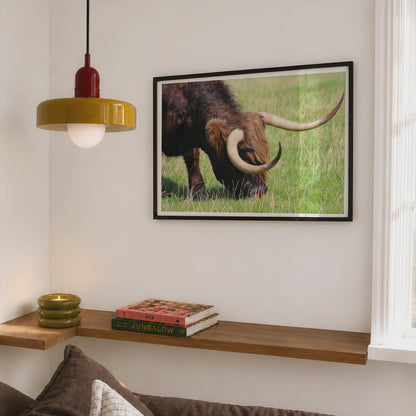 Highland Cow Grazing Poster, Scottish Highland Cattle Framed-Print, Brown Rustic Wildlife Wall Art, Farm Animal Photography Print