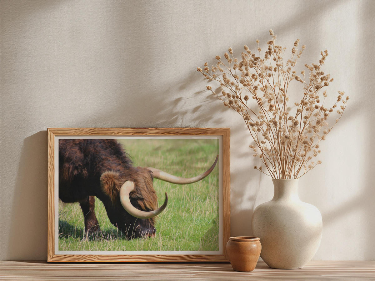 Highland Cow Grazing Poster, Scottish Highland Cattle Framed-Print, Brown Rustic Wildlife Wall Art, Farm Animal Photography Print