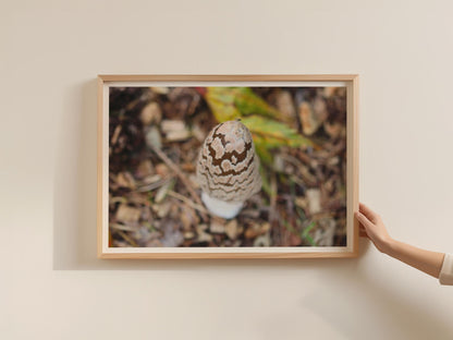 Magpie Inkcap Mushroom Poster, Fungi Wall Art, Nature Photography Print, Framed-Print, Woodland Decor, Brown Cream Botanical
