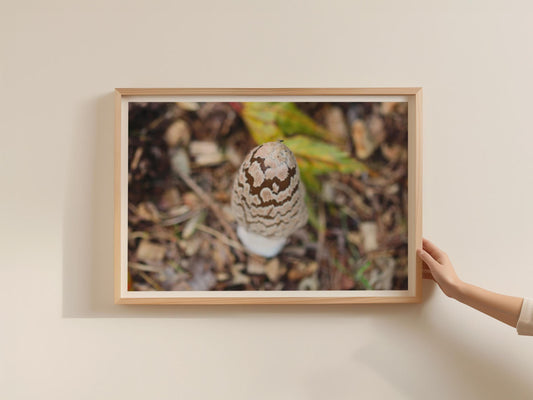 Magpie Inkcap Mushroom Poster, Fungi Wall Art, Nature Photography Print, Framed-Print, Woodland Decor, Brown Cream Botanical
