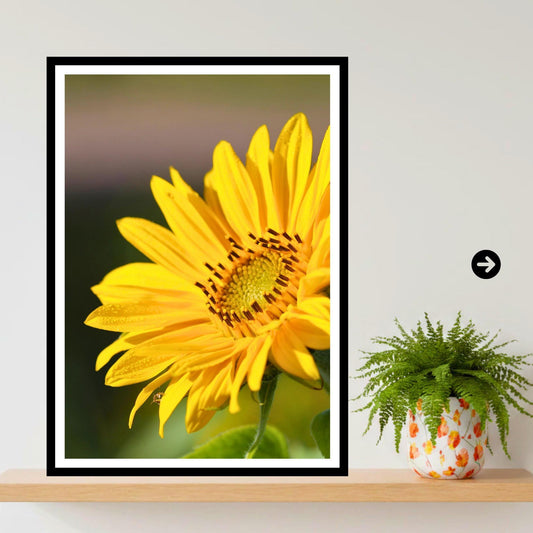 Golden Sunflower Photography Print | Botanical Summer Floral Wall Art