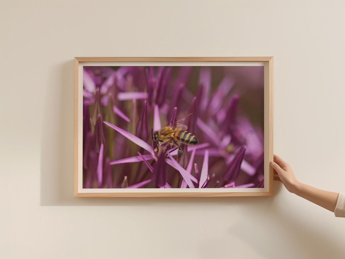 Bee on Allium Flower Poster, Macro Wildlife Photography Framed-Print, Purple Botanical Wall Art, Garden Nature Print, Pollinator Home Decor