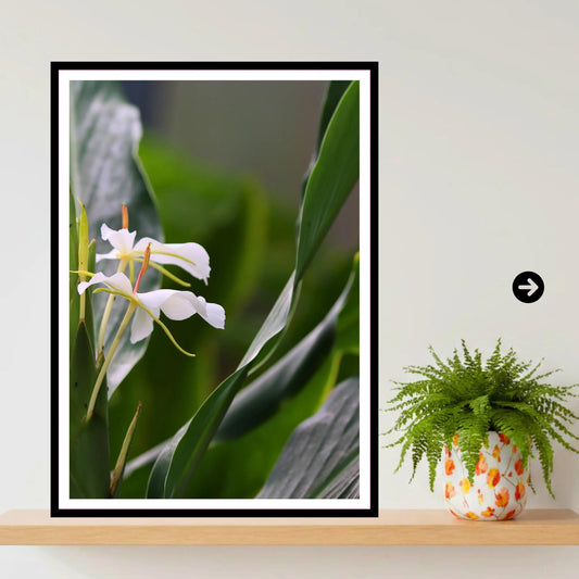 White Ginger Flower at Eden Project Cornwall — Botanical Wall Art Photography Print