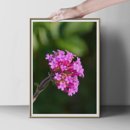 Verbena Flower Macro Photography Print, Pink Purple Botanical Wall Art, Garden Floral Poster, Nature Close Up Photo Print for Home Decor