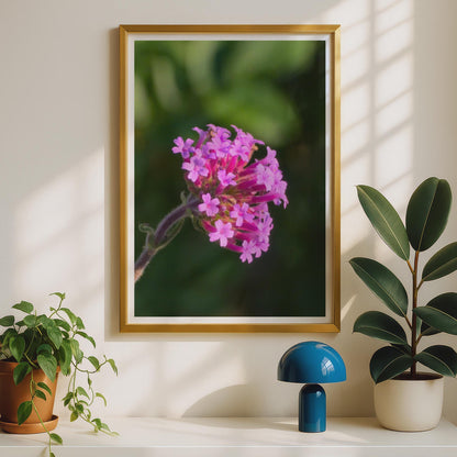 Verbena Flower Macro Photography Print, Pink Purple Botanical Wall Art, Garden Floral Poster, Nature Close Up Photo Print for Home Decor