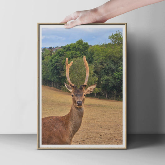Red Deer Stag Portrait Poster, Wildlife Photography Print, Antler Wall Art, British Nature Photo, Countryside Animal Decor, Stag Print
