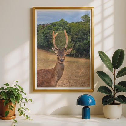 Red Deer Stag Portrait Poster, Wildlife Photography Print, Antler Wall Art, British Nature Photo, Countryside Animal Decor, Stag Print