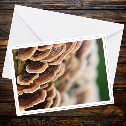 Turkey tail Fungi Greeting Card, Woodland Scene Botanical Photo, Eco Friendly Paper, Nature Art Print, Whimsical Forest, Mushroom Card